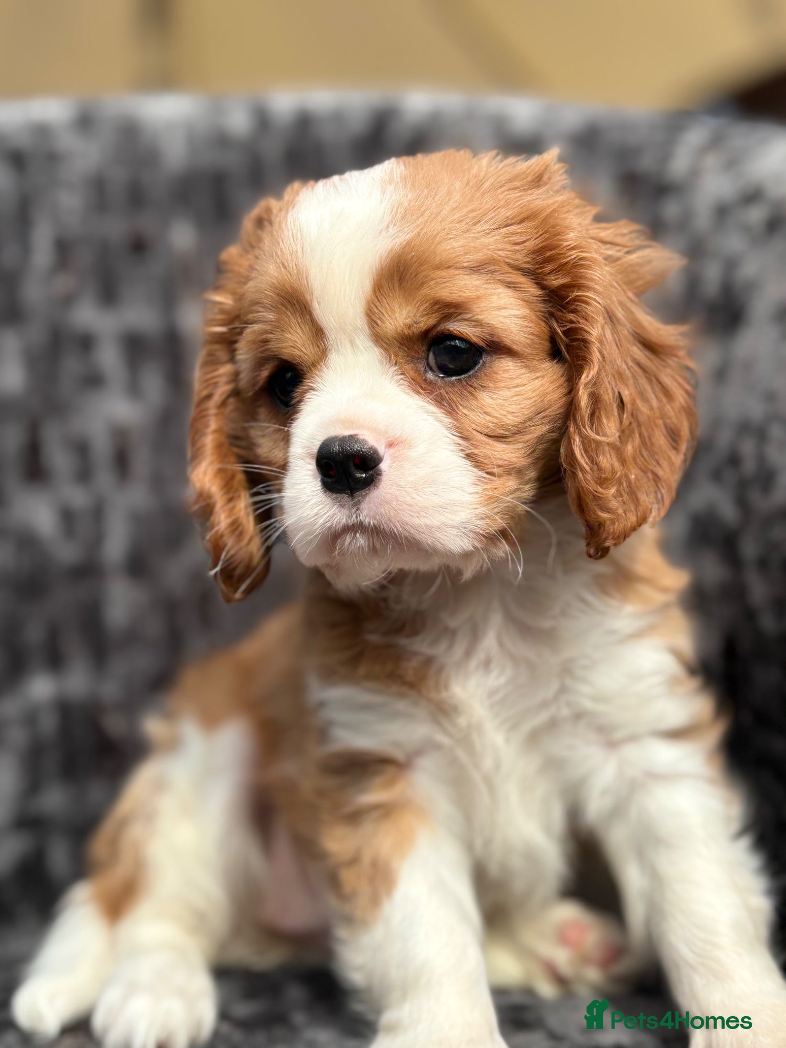 Cavalier King Charles Spaniel dogs Extensively health tested cavalier puppies  - Advert 2