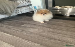 Pomeranian dogs for sale: Fluffy Pomeranian puppies - Image 5