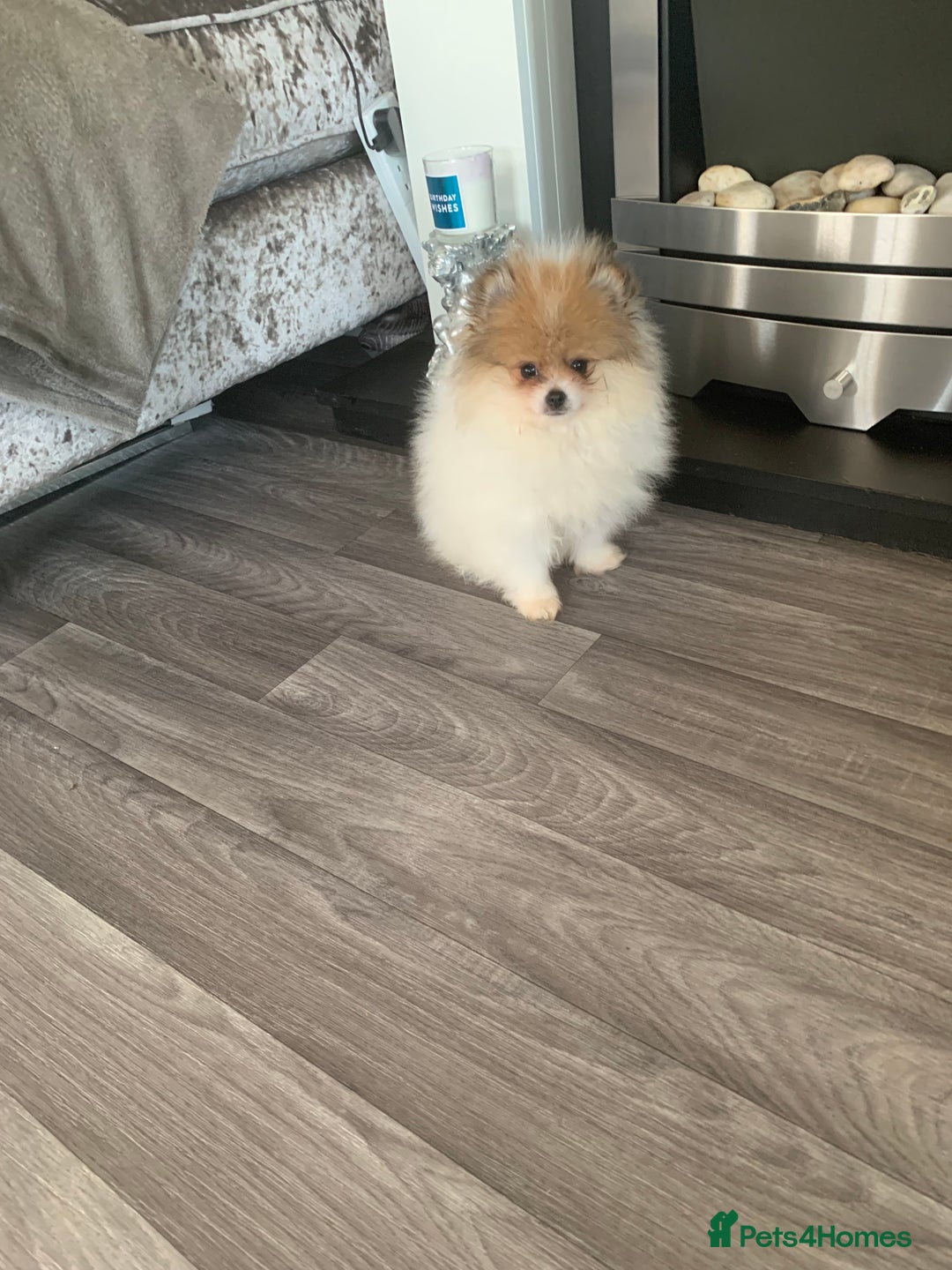Pomeranian dogs for sale: Fluffy Pomeranian puppies - Image 5