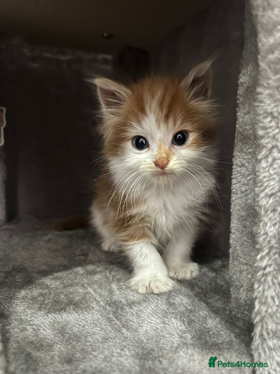 British Longhair cats for sale: Beautiful Fluffy Long-Haired British Tabby Kittens - Image 26