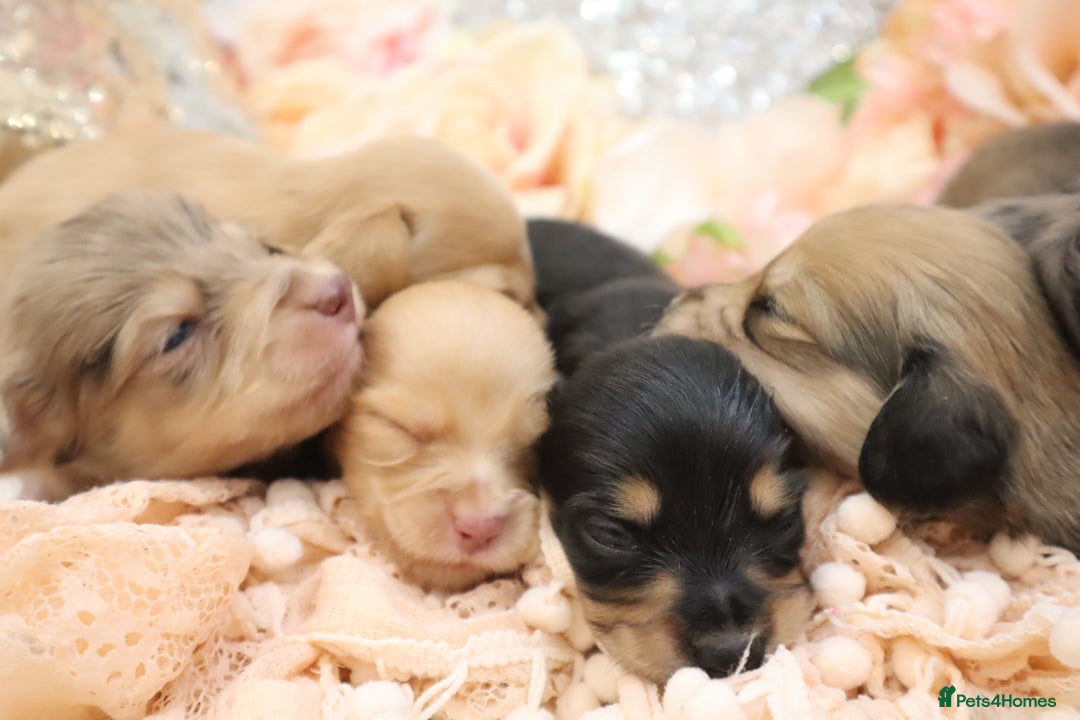 Miniature Dachshund dogs for sale: KC Longhair Miniature Dachshund Puppies - Image 30