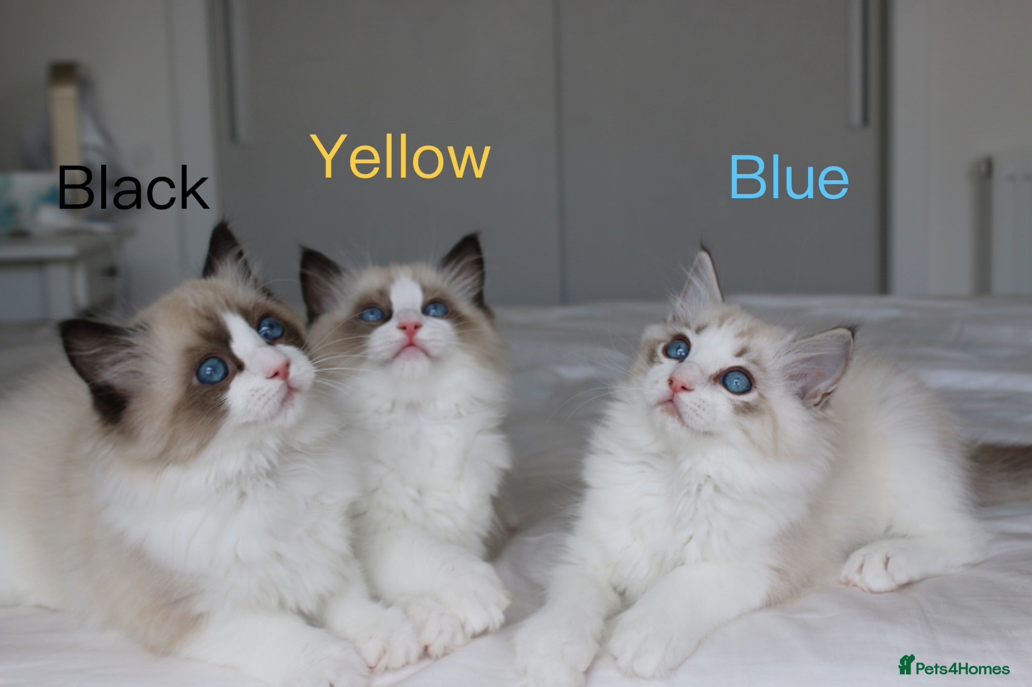 Ragdoll cats TICA Registered Ragdoll Kittens - Advert 2