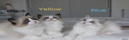 Ragdoll cats for sale: TICA Registered Ragdoll Kittens - Advert 2