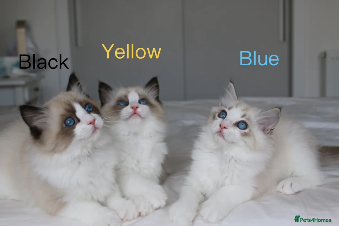 Ragdoll cats for sale: TICA Registered Ragdoll Kittens - Advert 2