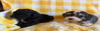 (SOLD) Maltipoo Puppy 1
