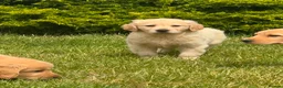 Golden Retriever dogs for sale: PUREBRED GOLDEN RETRIEVER PUPPIES – KC REGISTERED in Stamford - Advert 22
