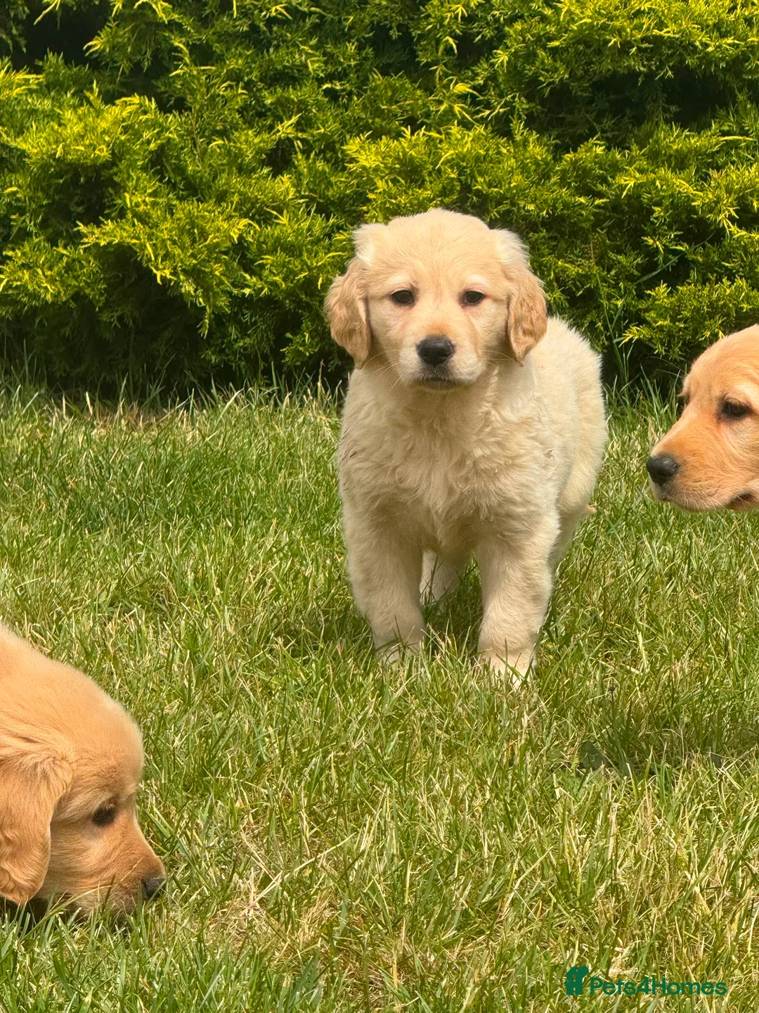 Golden Retriever dogs for sale: PUREBRED GOLDEN RETRIEVER PUPPIES – KC REGISTERED in Stamford - Advert 22