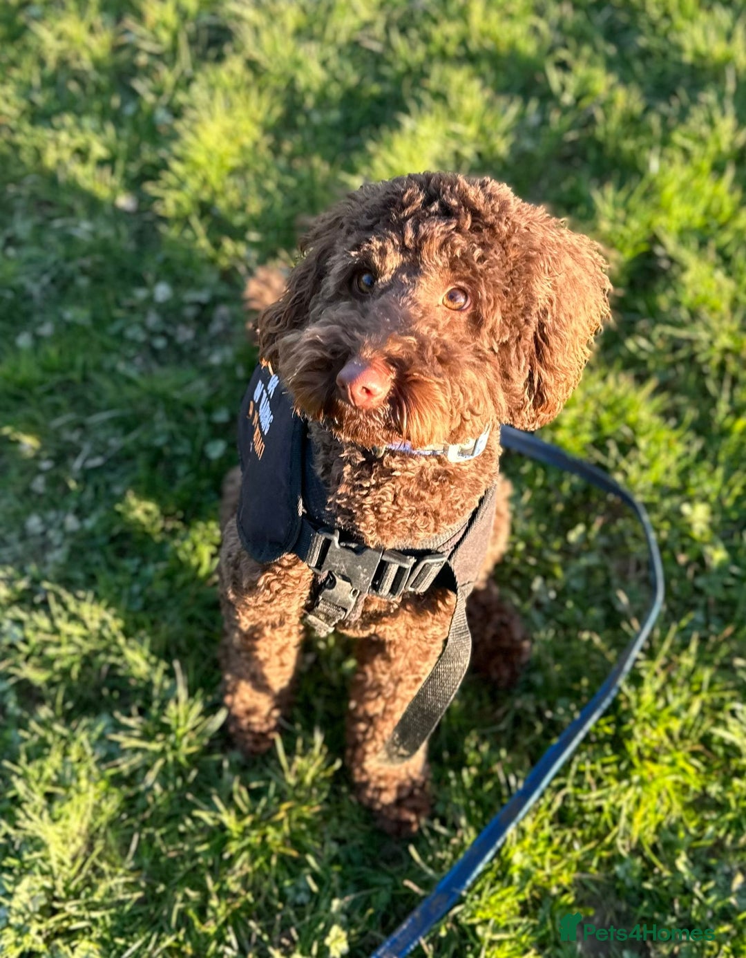Labradoodle dogs for sale:  Mini toy labradoodle needing a new home  - Image 30
