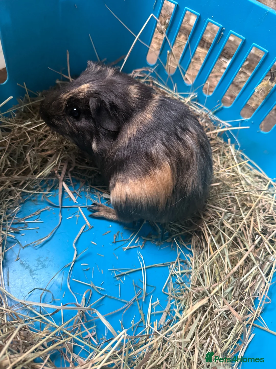 Guinea Pig rodents for sale: Baby male guinea pigs ready to go now  - Advert 4