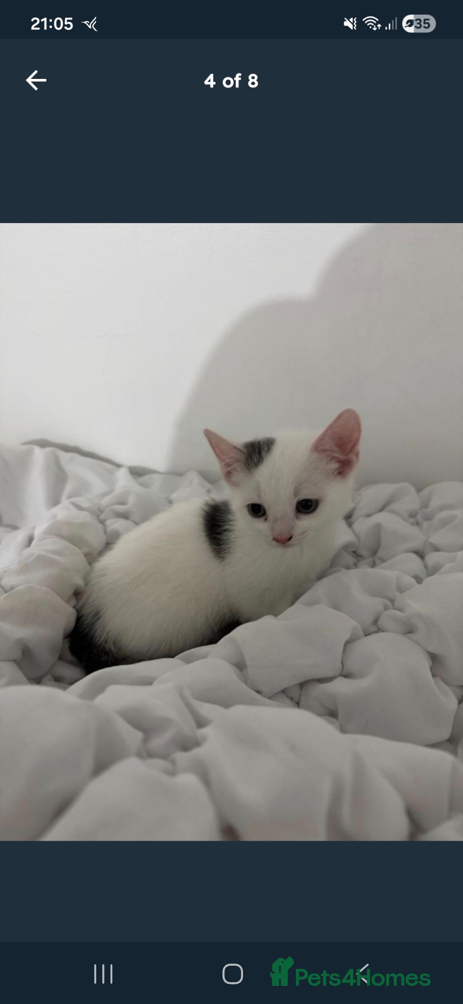 Mixed Breed cats FREE FREE female kitten - Advert 1