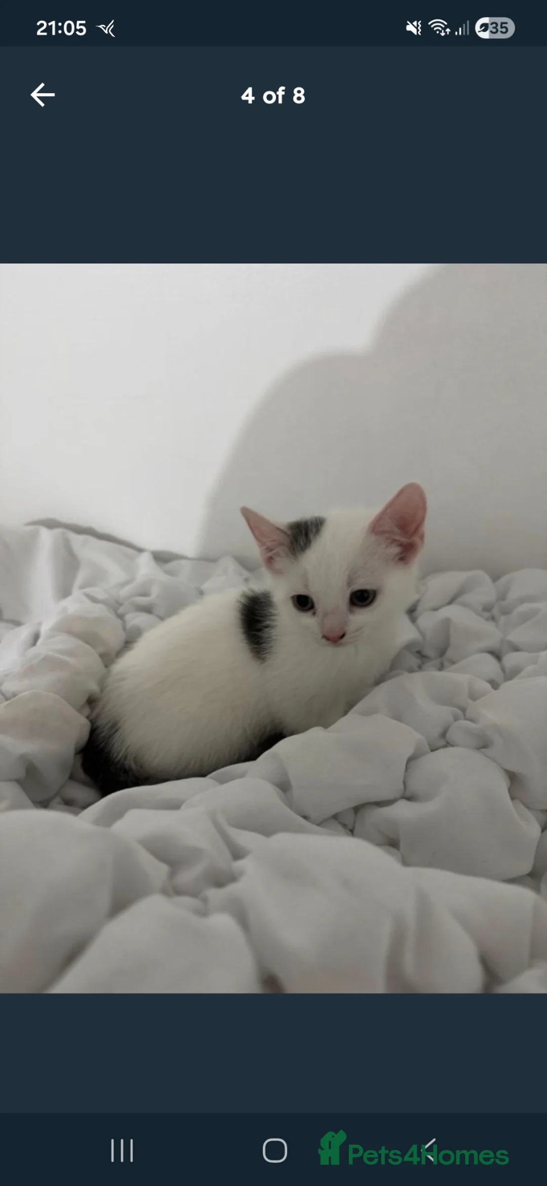 Mixed Breed cats for sale: FREE FREE female kitten - Advert 1