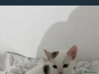 Mixed Breed cats FREE FREE female kitten - Advert 1