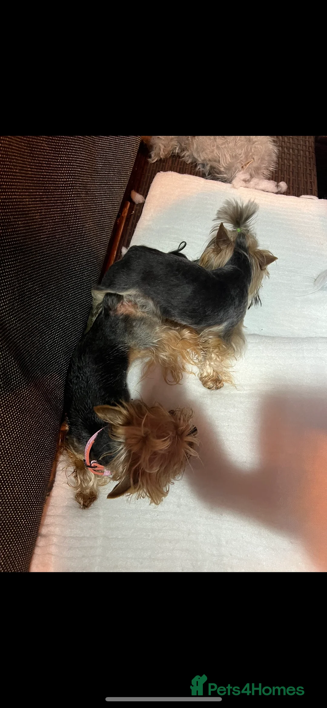 Yorkshire Terrier dogs for stud: The small stud dog 2kg in Romford - Advert 13