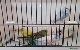 Budgerigars birds for sale: Budgies for sale  - Image 8