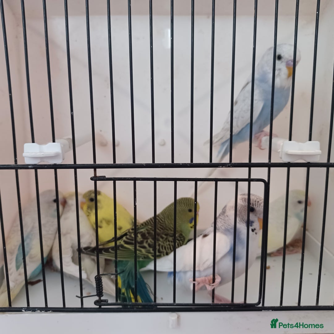 Budgerigars birds for sale: Budgies for sale  - Image 8