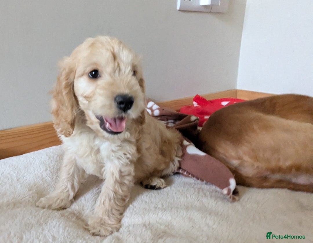 Cockapoo dogs for sale: Cockapoo Girl - Image 6