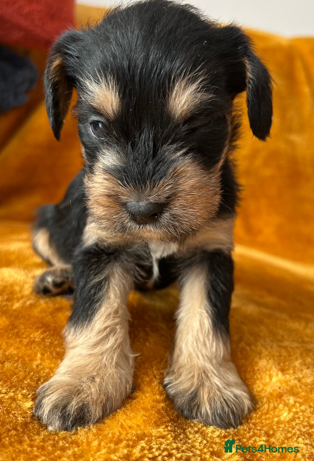 Mixed Breed dogs for sale: SCHNAVALIER PUPPIES  - Image 7