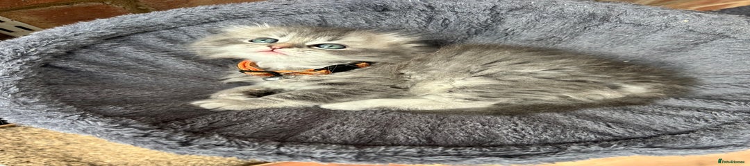 Orange Boy Available 