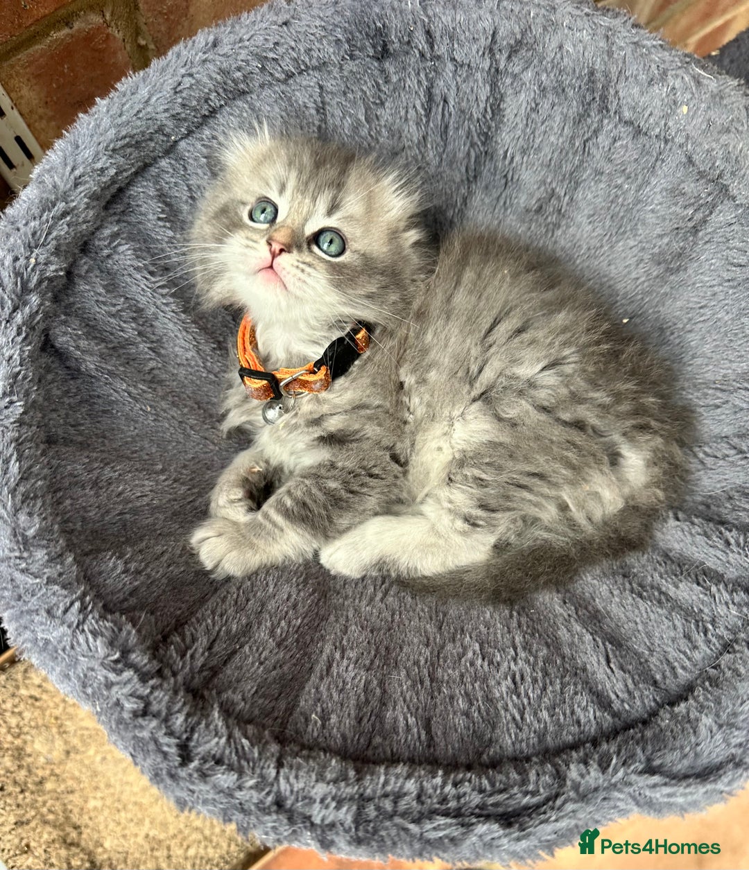 Scottish Fold cats for sale: Stunningly beautiful Scottish Fold x Ragdoll  - Image 26