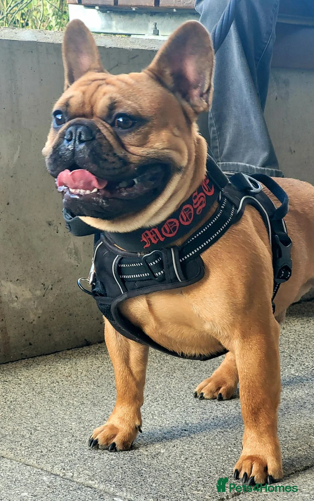 French Bulldog dogs for stud: MOOSE 🫎 KC registered + Silver FBCE  - Advert 14