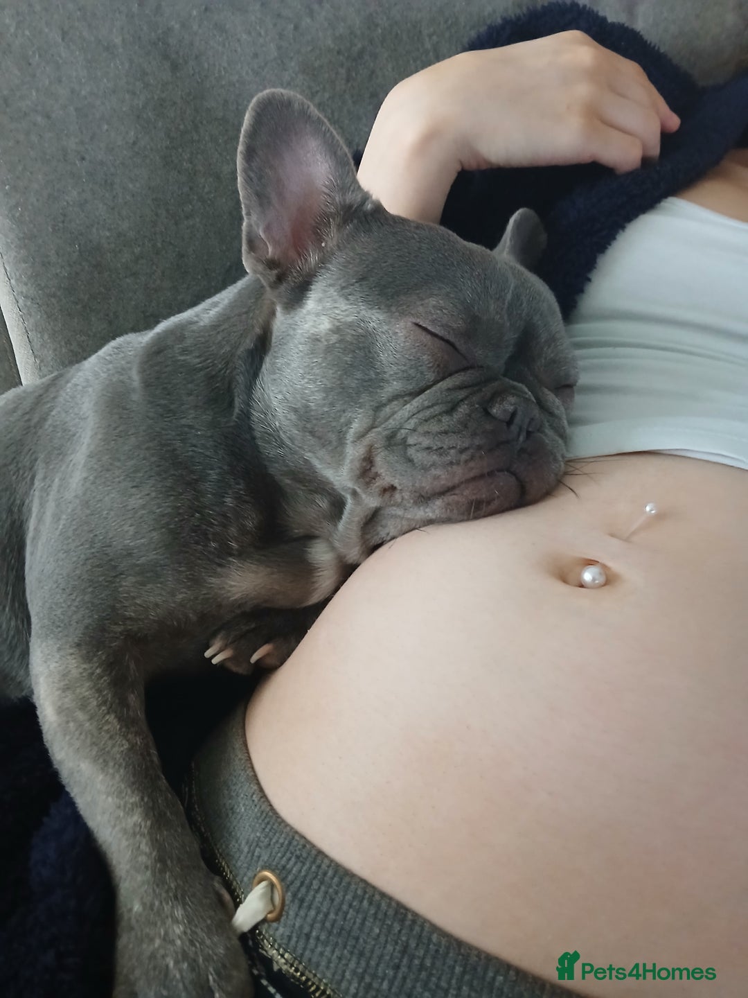 French Bulldog dogs for sale: Lilac French bulldog bitch  - Image 4