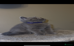 British Shorthair cats for sale: British shorthair kittens🩵 - Image 7