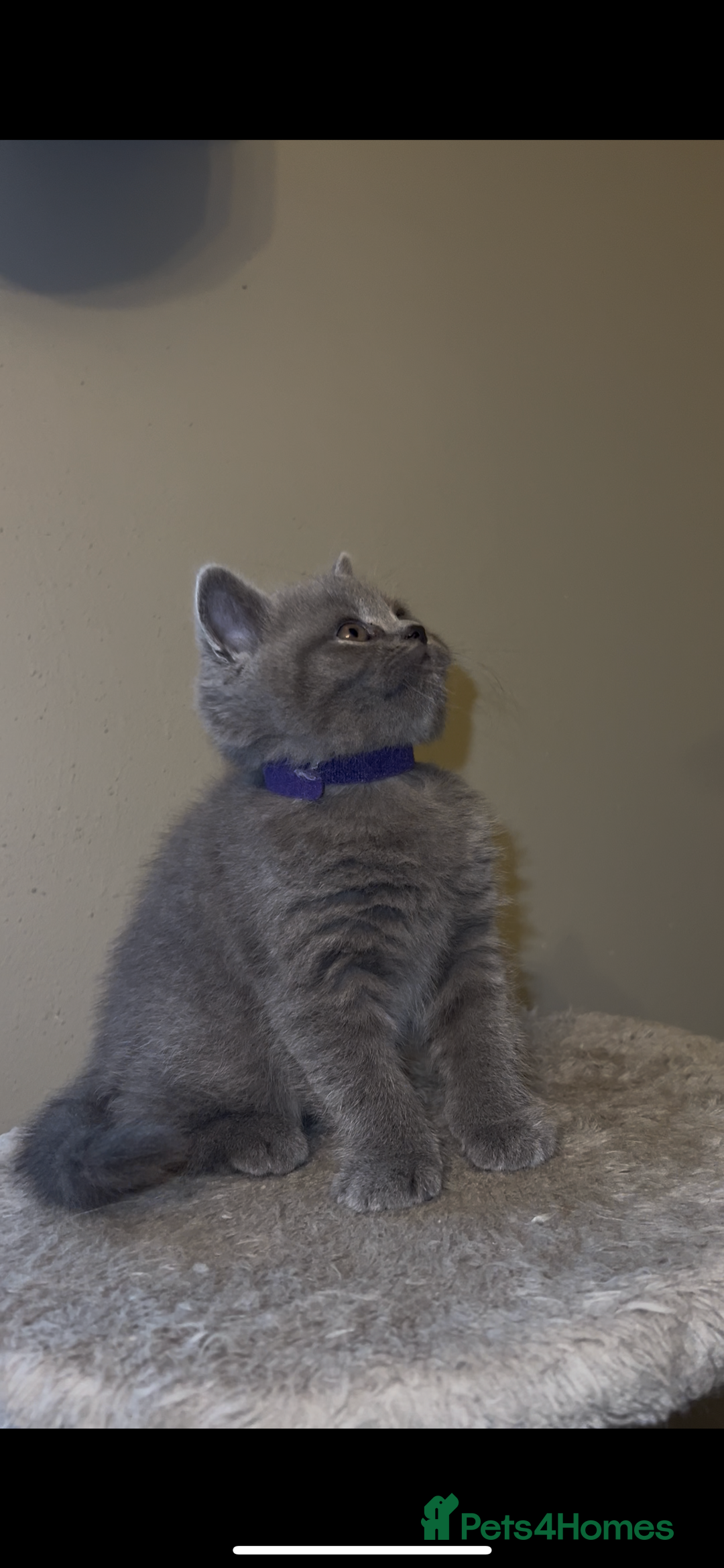 British Shorthair cats for sale: British shorthair kittens🩵 - Image 7