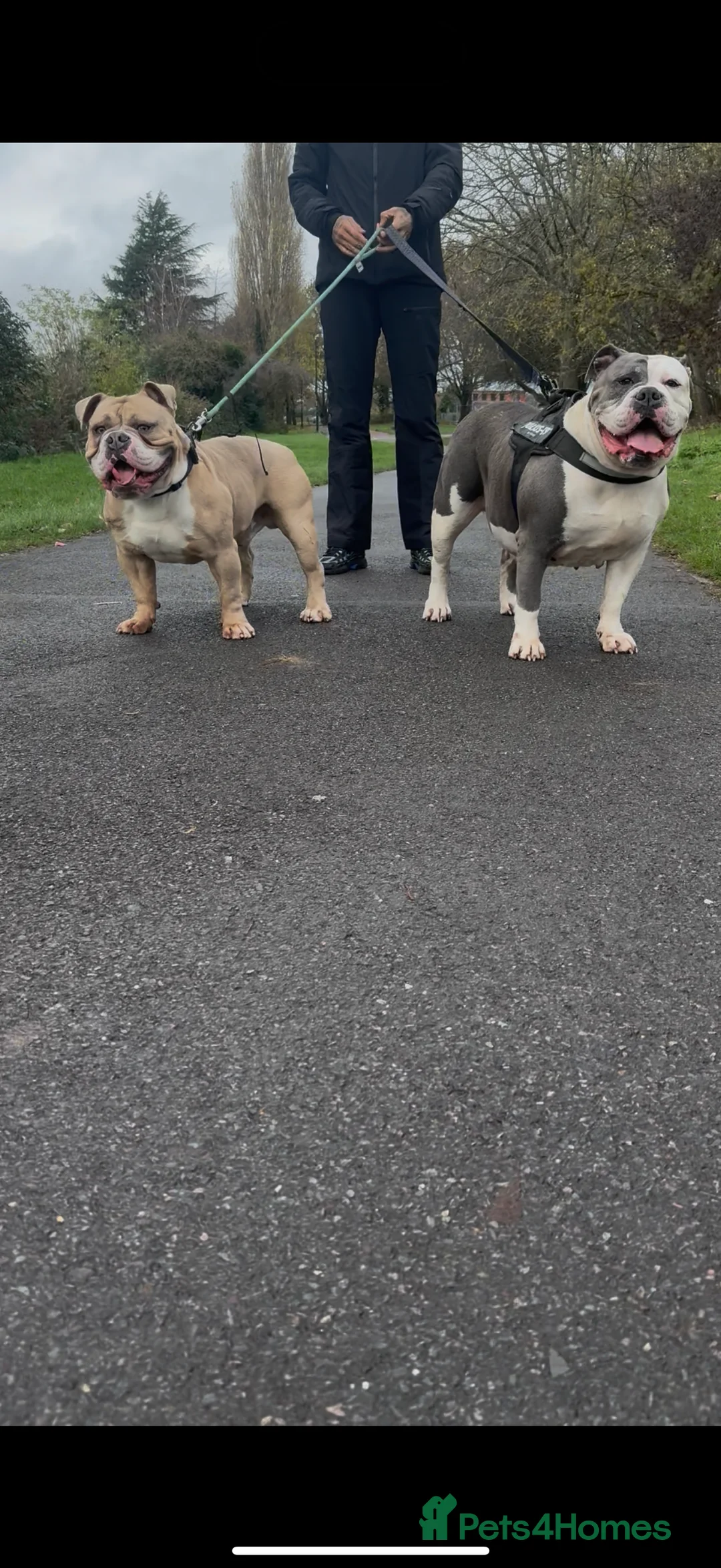 Olde English Bulldogge dogs for sale: 1 year old Olde English bulldog  - Advert 2