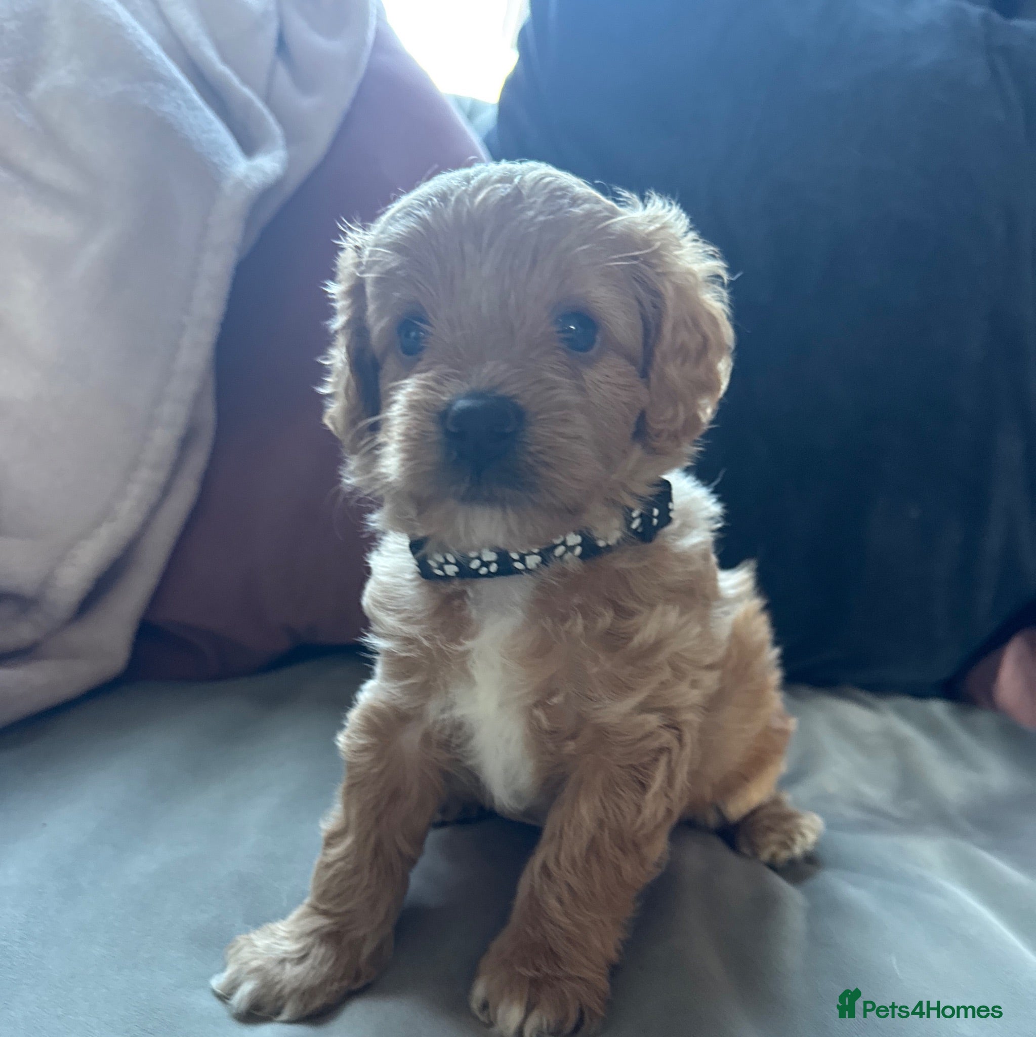 Cavapoo dogs Fully health checked, family raised Cavapoos - Advert 2