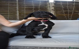 Great Dane dogs for sale: Great danes puppies KC ready!!! in Bathgate - Image 36