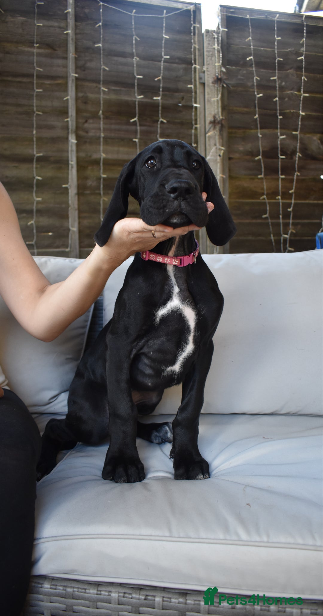 Great Dane dogs for sale: Great danes puppies KC ready!!! in Bathgate - Image 36
