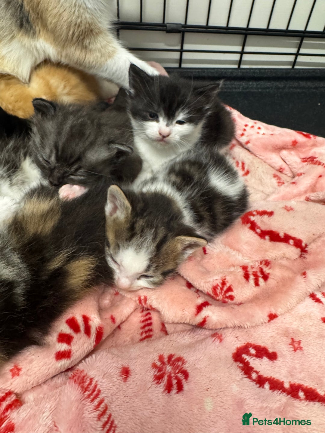 British Shorthair cats for sale: Beautiful fluffy kittens  - Advert 17