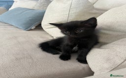 Ragdoll cats for sale: Beautiful affectionate friendly ragdoll x tuxedo - Image 10
