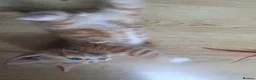 Mixed Breed cats for sale: 6 Adorable Kittens Looking for Their Forever Homes - Advert 12
