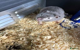 Guinea Pig rodents for sale: Guinea Pigs and other rodents available - Image 3