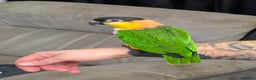 Parrots birds for sale: Black headed caique - Advert 1