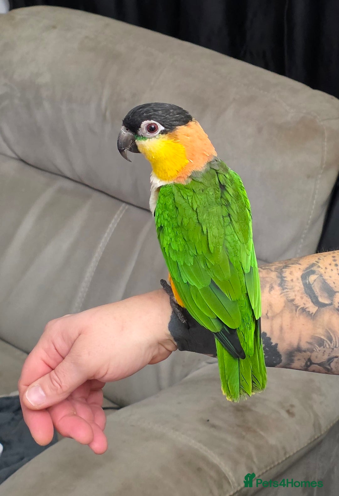 Parrots birds for sale: Black headed caique - Advert 1