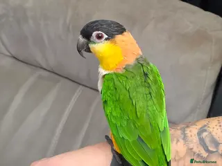 Parrots birds Black headed caique SOLD - Advert 15