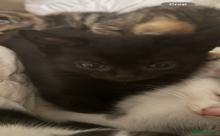 Mixed Breed cats - Advert 7