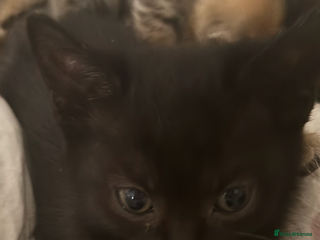 Mixed Breed cats - Advert 32