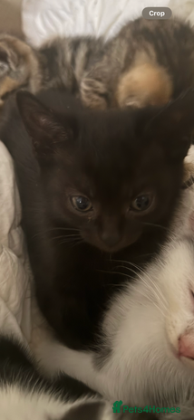 Mixed Breed cats - Advert 16