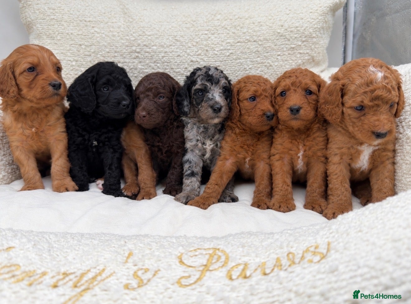 Mixed Breed dogs for sale: 🐾double doodles have arrived 🐾 - Advert 18