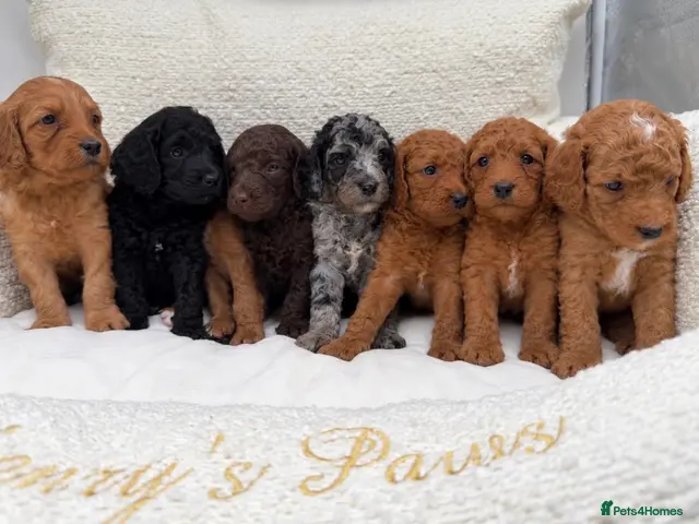 Mixed Breed dogs for sale: 🐾double doodles have arrived 🐾 - Advert 18