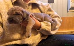 Great Dane dogs for sale: Great Dane puppy’s  - Image 16