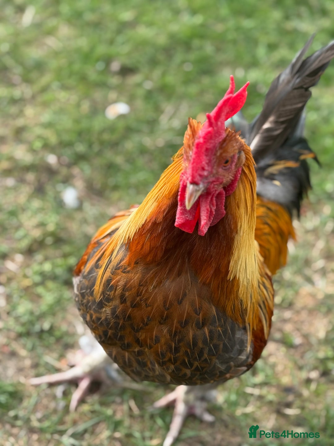 Chickens poultry for sale: Old English Cockerel - Image 2