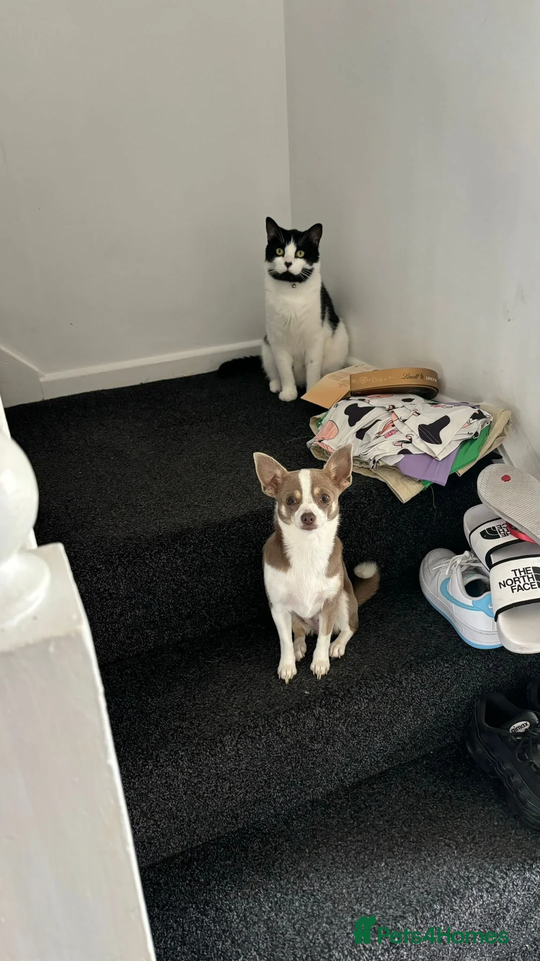 Domestic Shorthair cats for sale: Male Black and White Cat - Advert 11