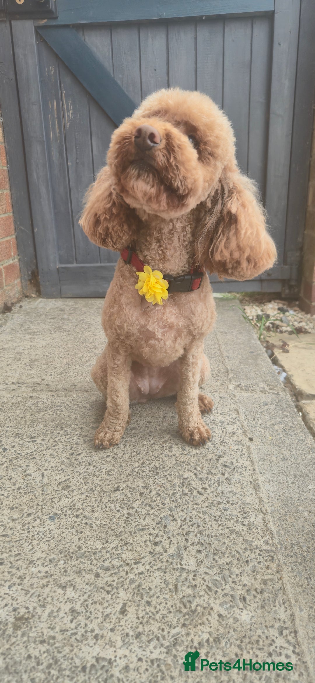 Cockapoo dogs for sale: 3 years old coockapoo- Cookie  - Advert 4