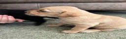 Labrador Retriever dogs for sale: Outstanding litter KC registered Labrador puppies - Advert 2