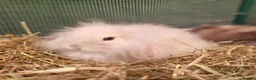 Mini Lion Lop rabbits for sale: Stunning Mini Lion Lops - READY SATURDAY - Advert 19