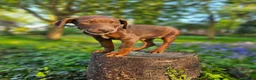 Dobermann dogs for sale: 🐕🐾 KC'D Superb little Girl Ready Now! 🏆 🐾 - Advert 25